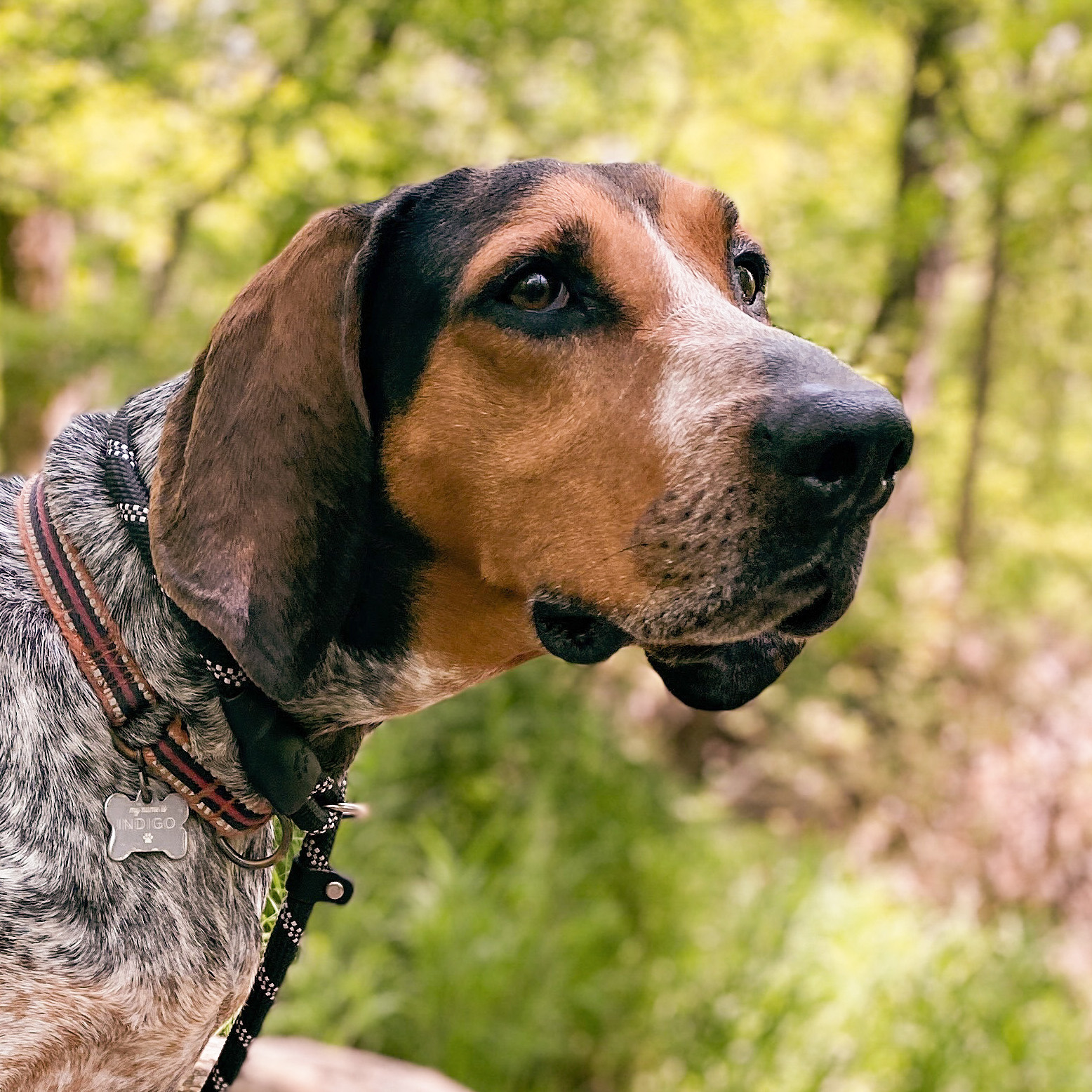 Indy an American English Coonhound